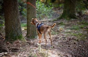 Hund im Wald